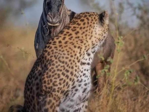 Maasai Mara Safari Camp In Kenya Bed and Breakfast Sekenani Εξωτερικό φωτογραφία