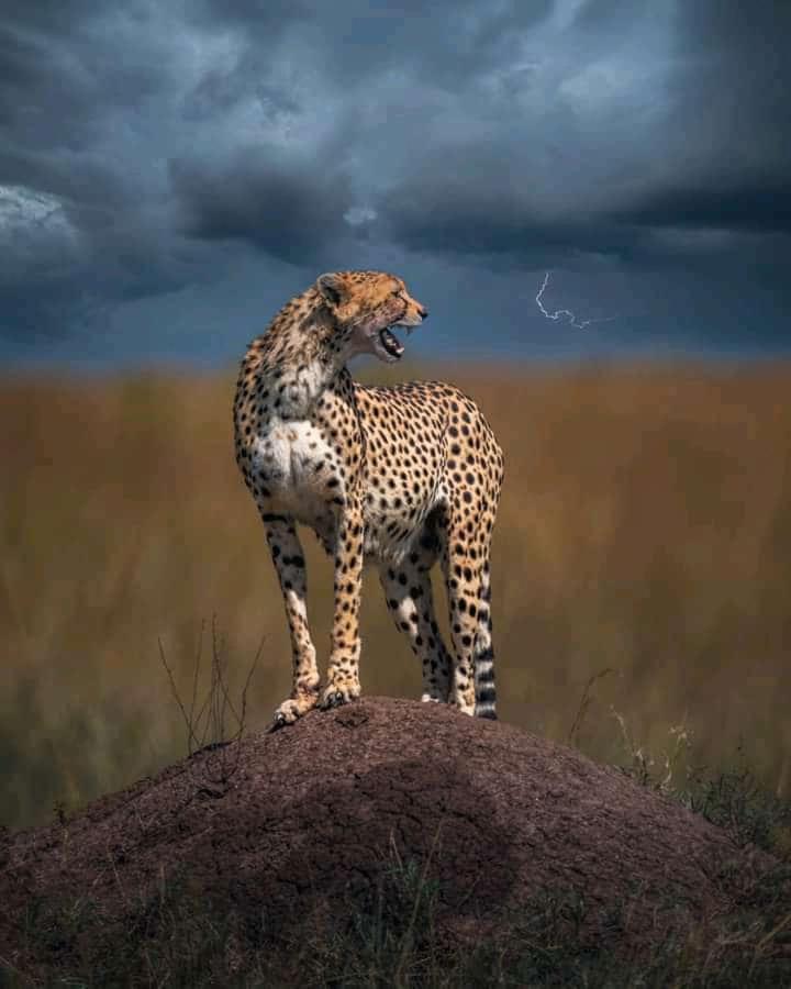 Maasai Mara Safari Camp In Kenya Bed and Breakfast Sekenani Εξωτερικό φωτογραφία