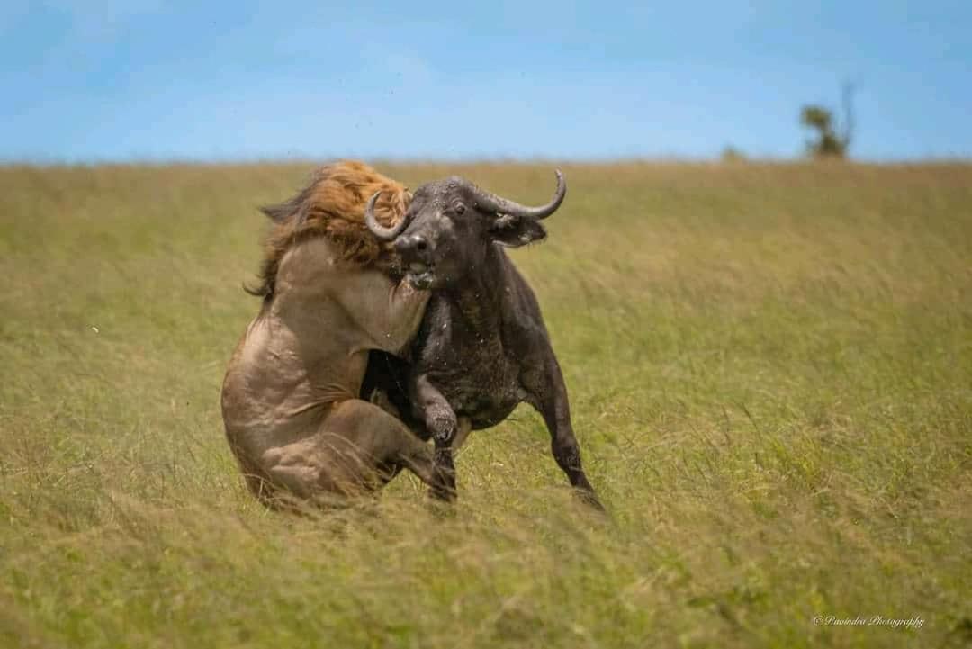 Maasai Mara Safari Camp In Kenya Bed and Breakfast Sekenani Εξωτερικό φωτογραφία